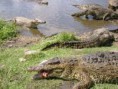 /album/cocodrilario/coco-1-jpg/